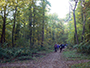 foret stgermain